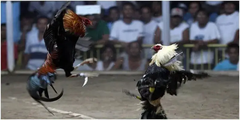 Cần quan sát kỹ để lựa chọn chiến kê tiềm năng trước khi đặt cược